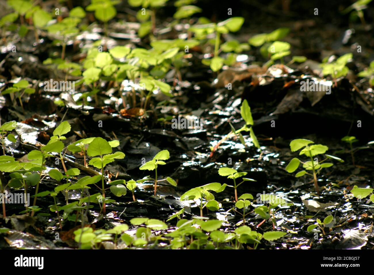 Fat hen weed hi-res stock photography and images - Alamy