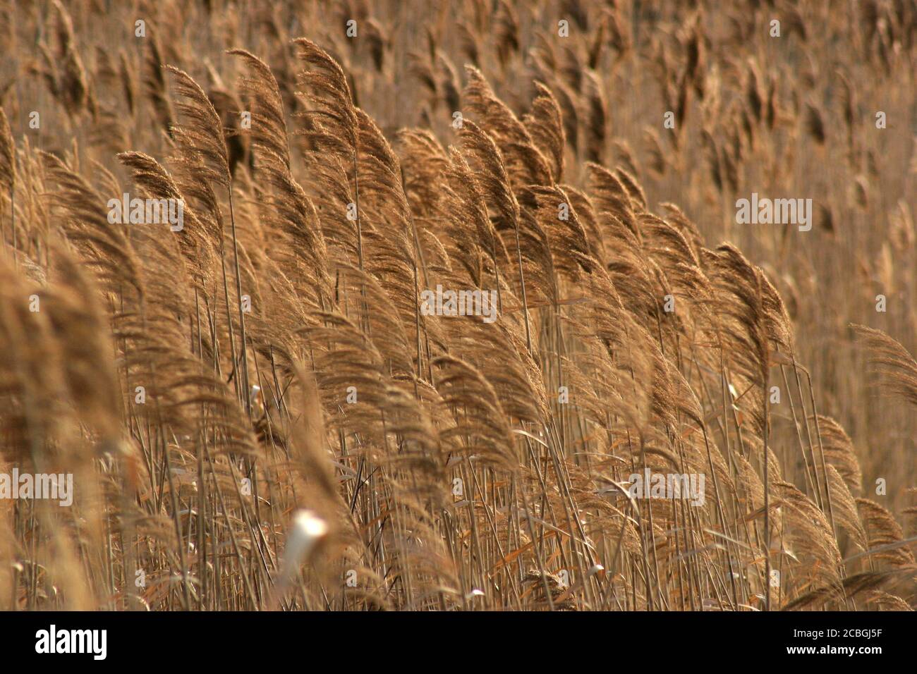 Field of reed plume grass Stock Photo - Alamy