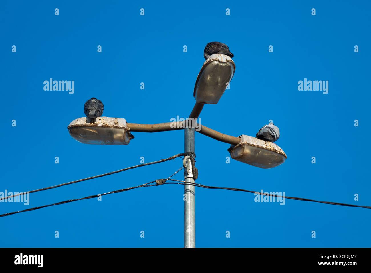 Three pigeons are sitting on a triple lantern. Blue sky. Stock Photo