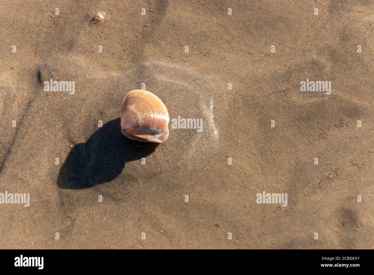 a close up view of a open clam shell left on the wet sand at low tide Stock Photo