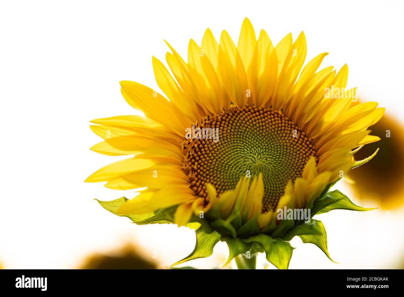 Flower of sunflower isolated on white background Stock Photo - Alamy