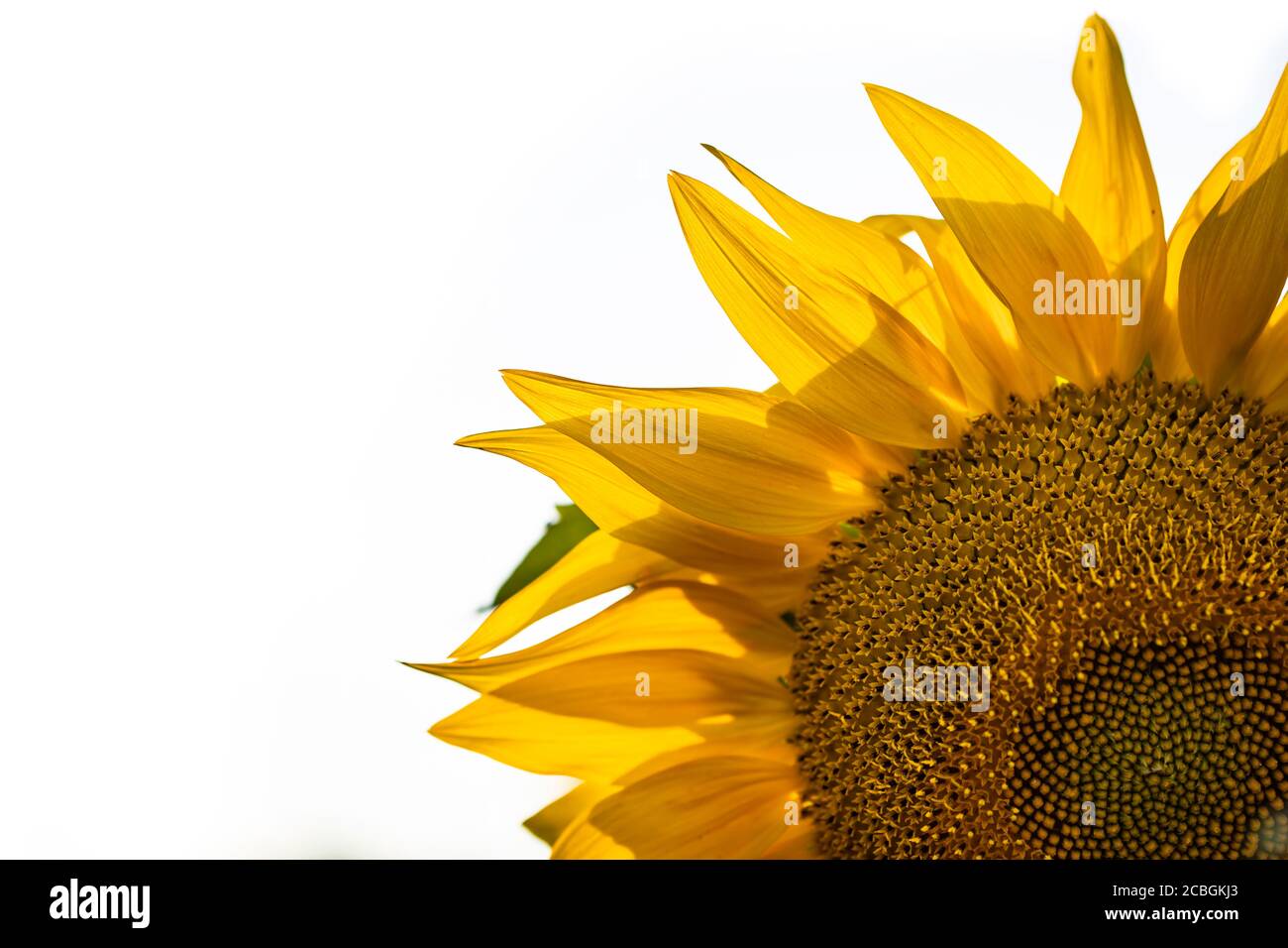 Flower of sunflower isolated on white background Stock Photo - Alamy