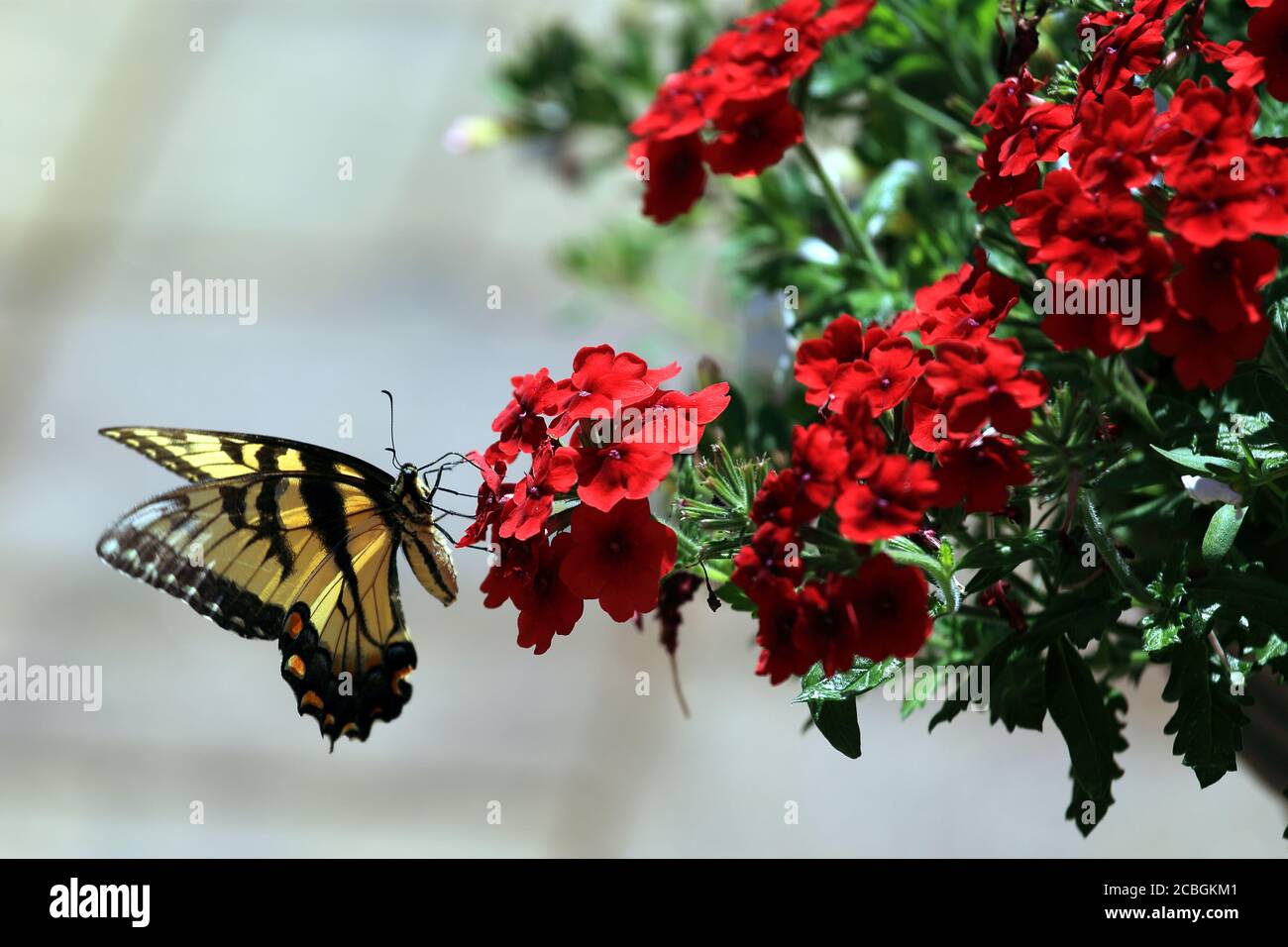 Pollination nature hi-res stock photography and images - Alamy