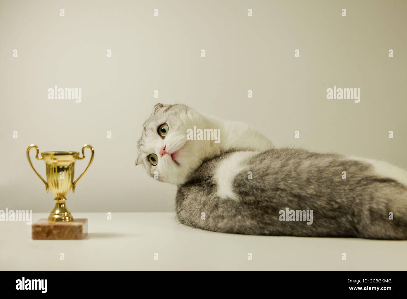 Scottish fold cat with his award. Champion Cat lying on the Table with His Trophy. cat's show Stock Photo