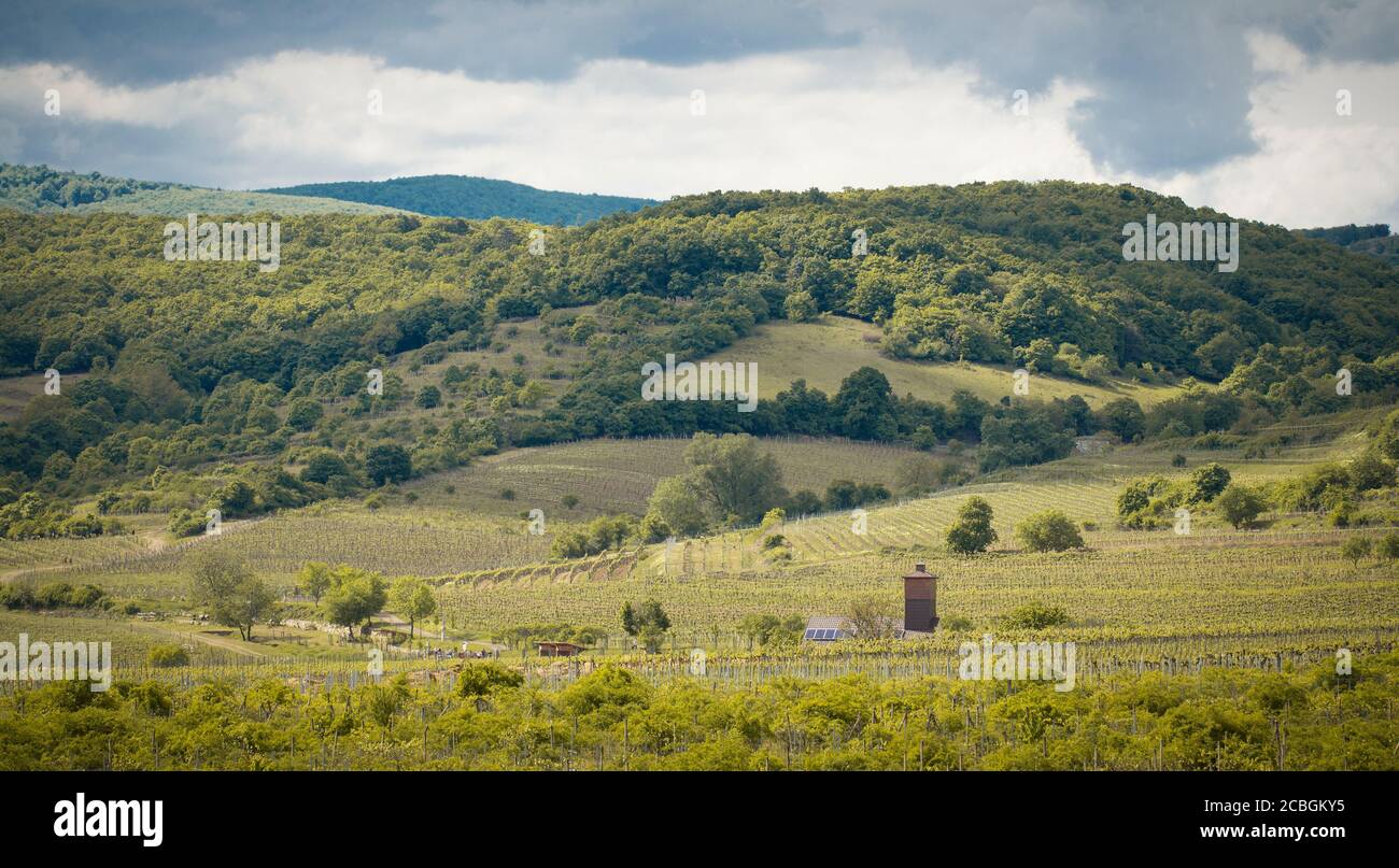romantic spring vineyard countryside in Pezinok Stock Photo