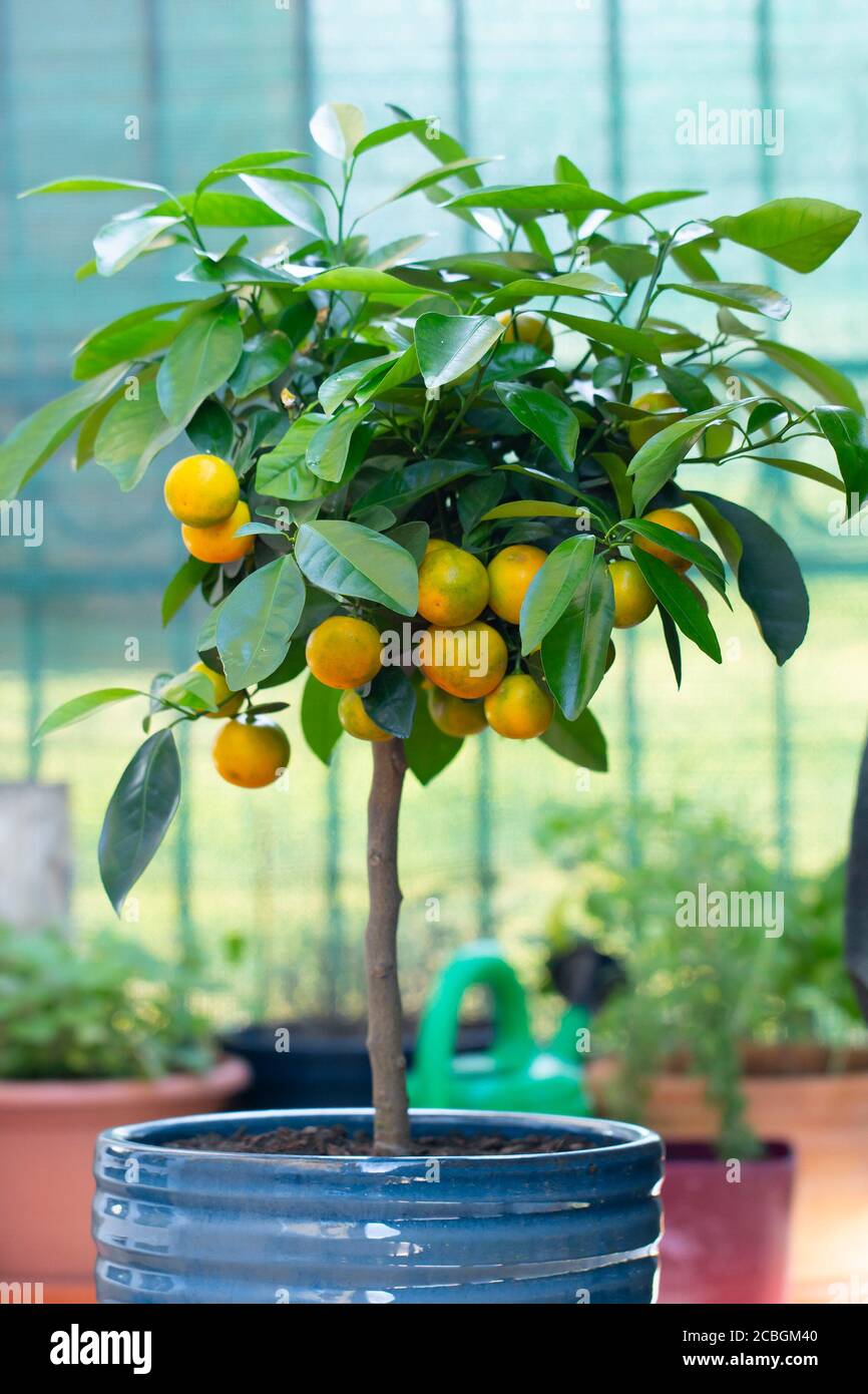 closeup of calamondin tree with ripe calamondin fruit Stock Photo