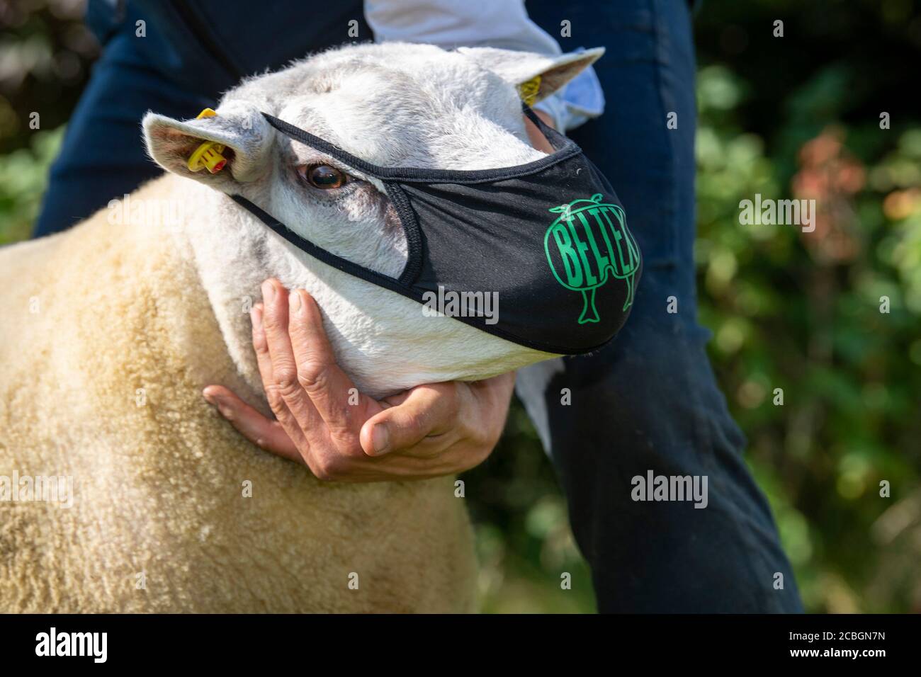 Carlisle Auction mart, Cumbria, UK. 13th Aug 2020. Sellers and purchasers of sheep were taking safety precations very seriously at a 3 day sale of Beltex Pedigree sheep at Carlisle Auction mart, with this special ram wearing his very own personalised mask, whilst maintain social distance from the other sheep! Credit: Wayne HUTCHINSON/Alamy Live News Stock Photo