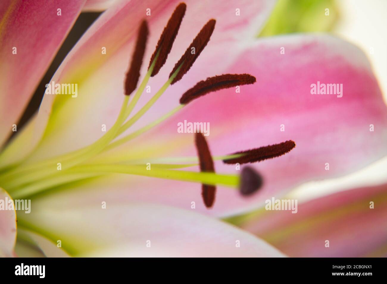 Beautiful and romantic hi-res stock photography and images - Alamy