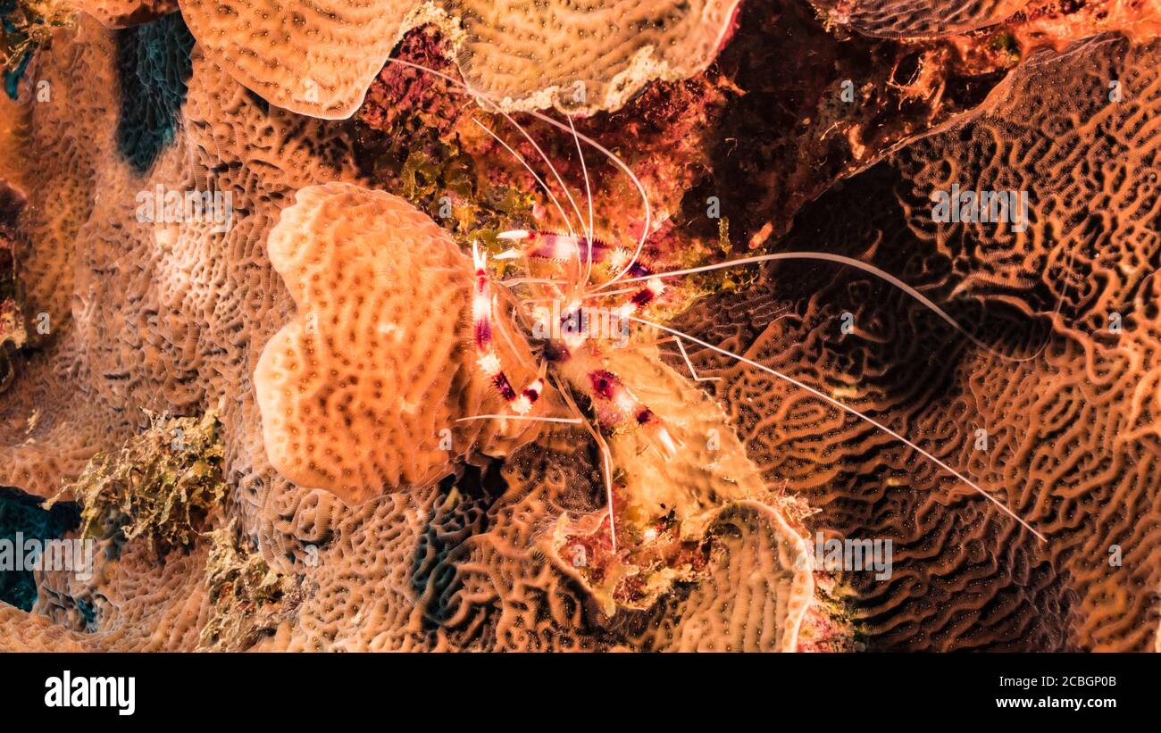 Close up of Banded Coral Shrimp in coral reef of the Caribbean Sea / Curacao Stock Photo