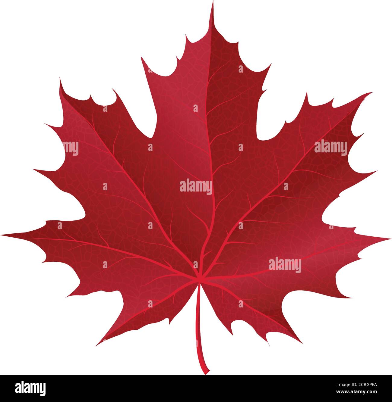 autumn maple leaf vector on a white background Stock Vector Image & Art ...