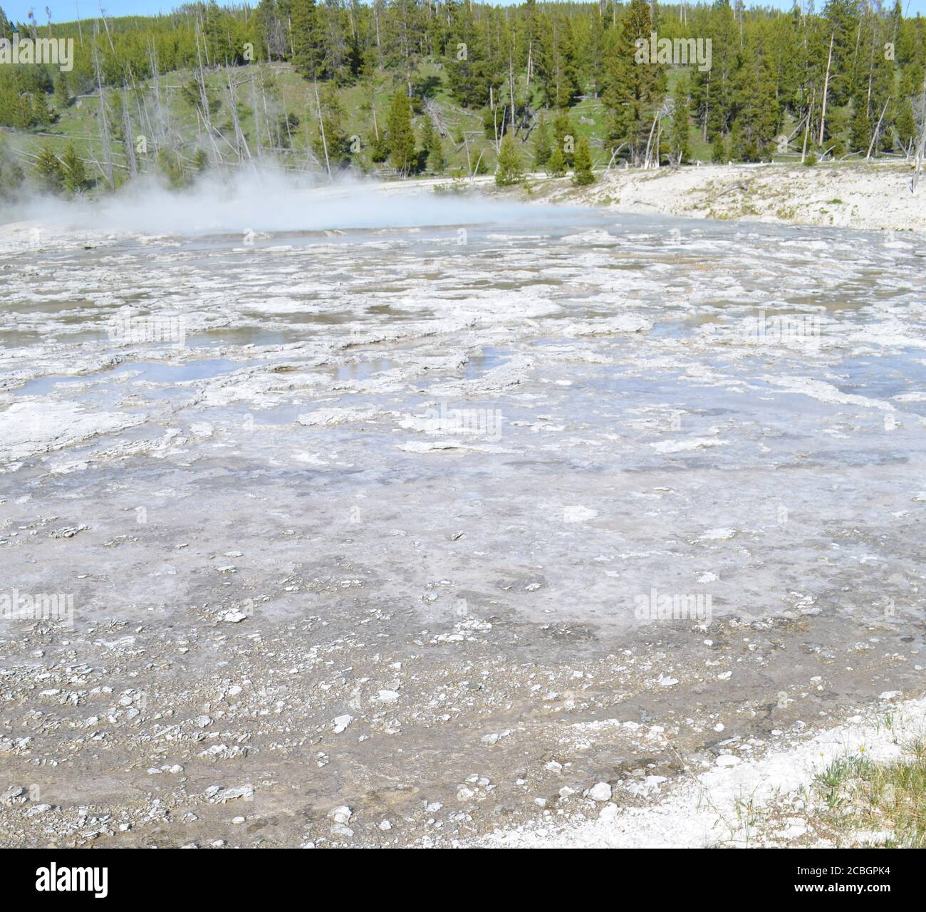 Late Spring in Yellowstone National Park: Steam Rolls off Oblong Geyser of the Giant Group in Upper Geyser Basin Stock Photo