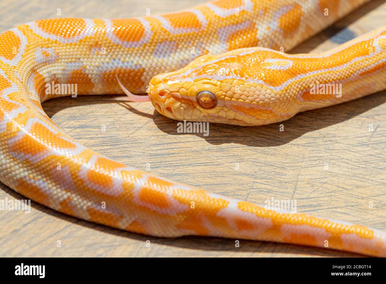 Macro of Python molurus head and tail on wooden surface. Close up ...