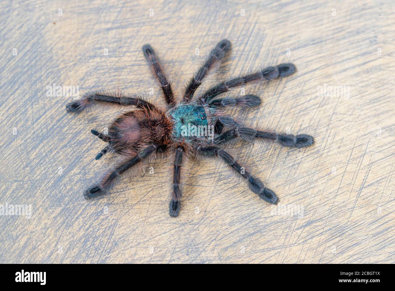 Avicularia versicolor spider standing on wooden background. Close up, top view, , wallpaper, poster Stock Photo