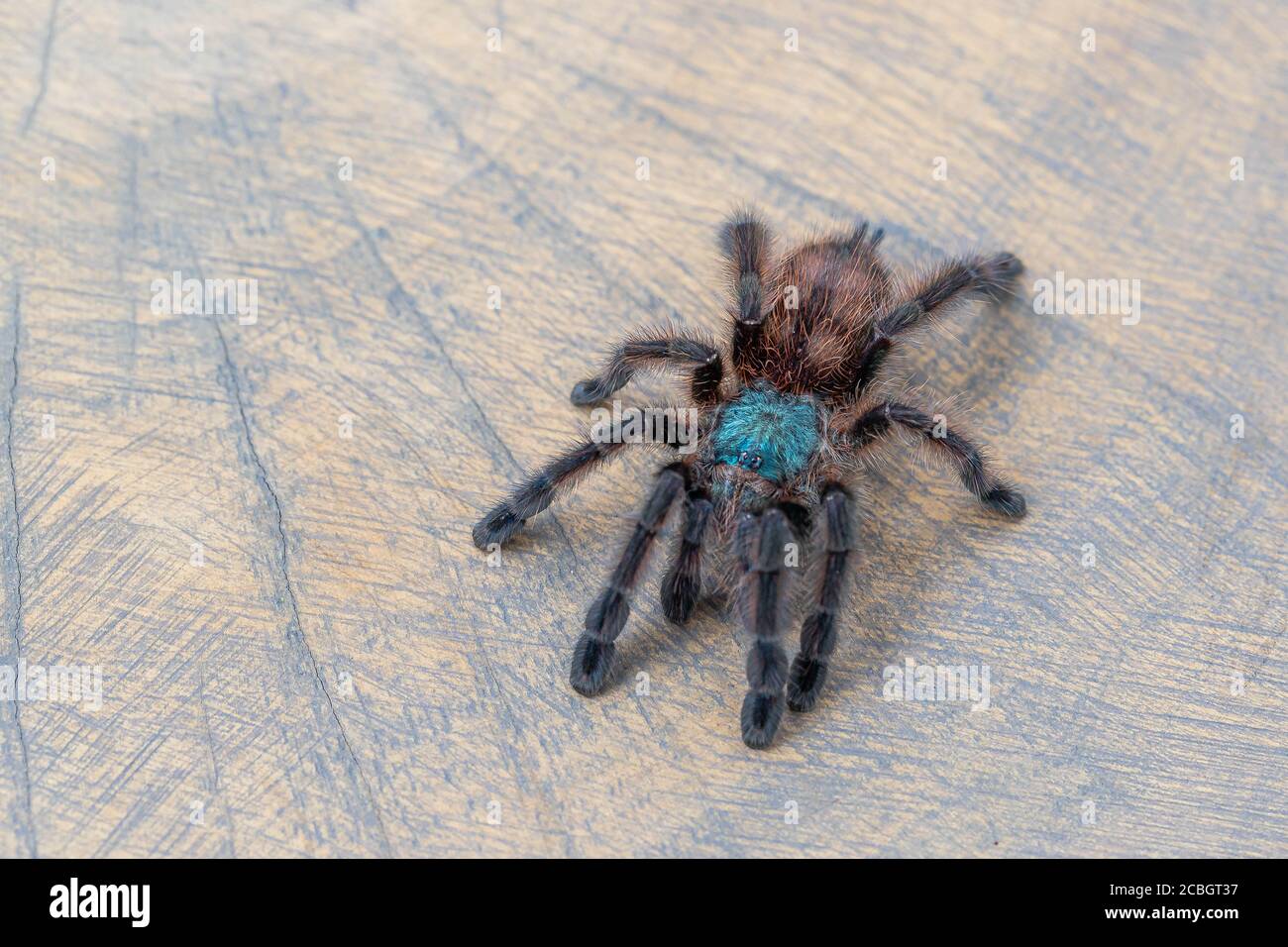Avicularia versicolor spider on wooden background. Close up, top view, , wallpaper, poster Stock Photo