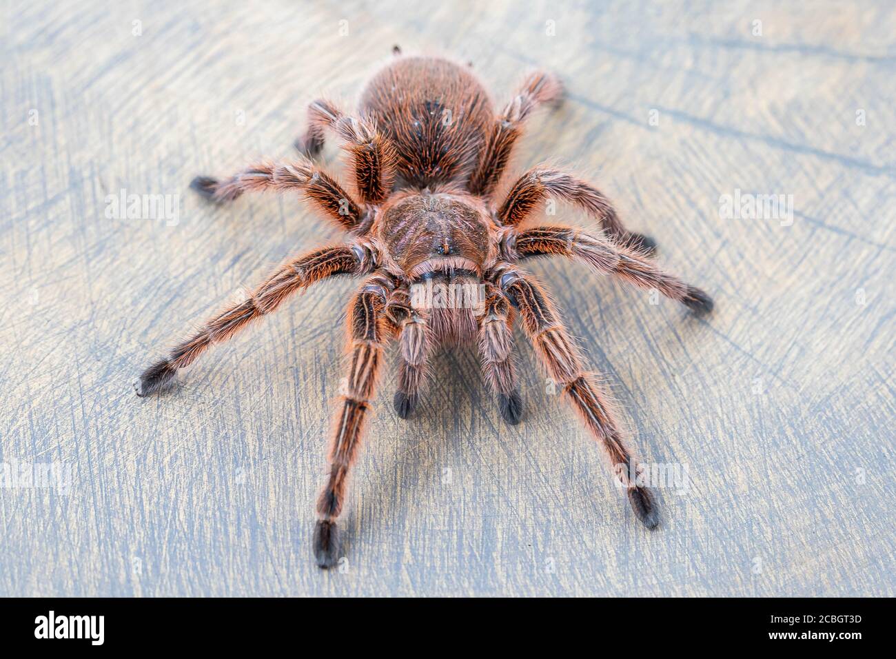 Close up of Grammostola rosea red on wooden surface. Top view, pet, poster, wallpaper Stock Photo