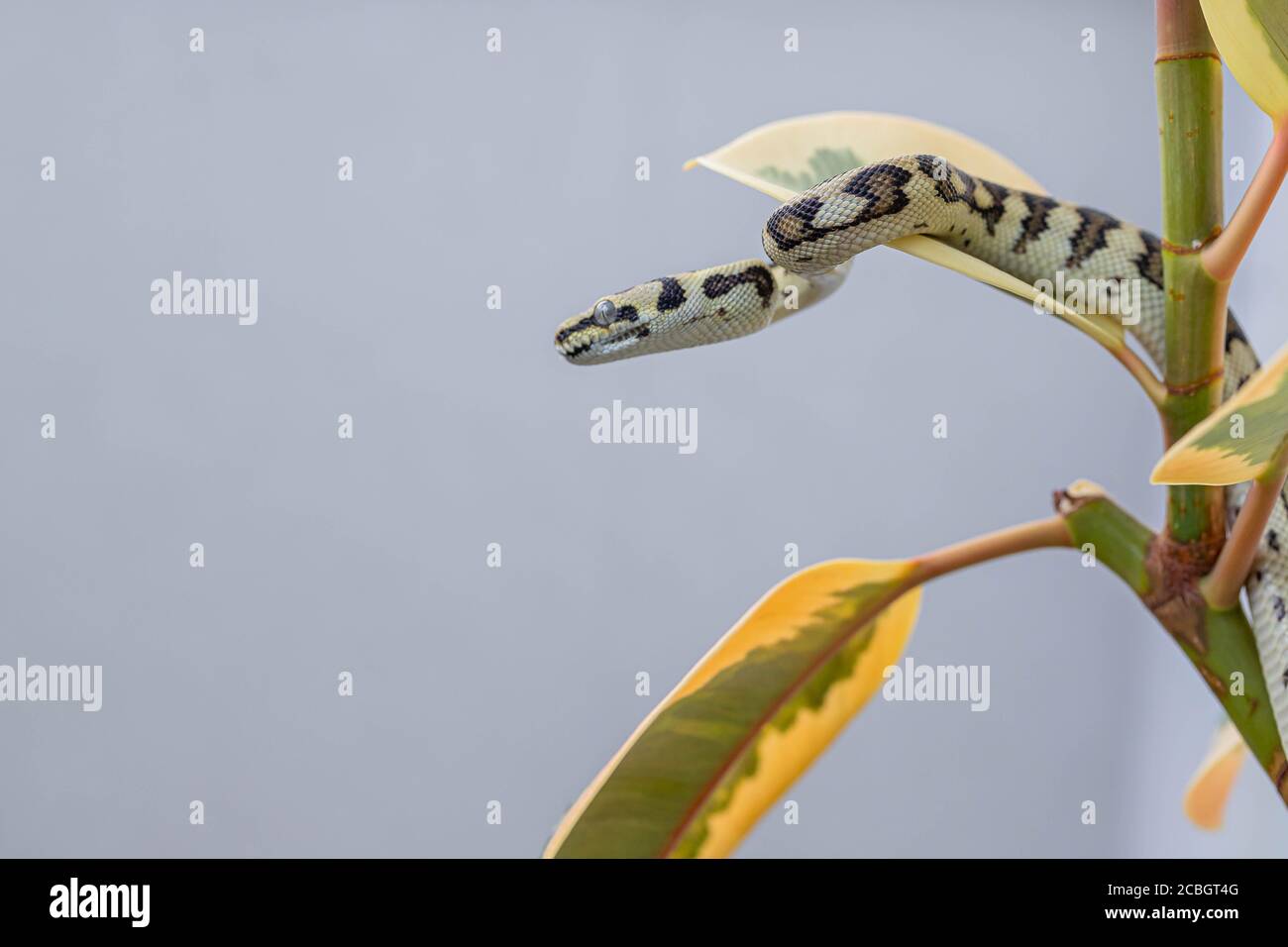 download wallpaper snake, morelia spilota variegata,... Morelia spilota harrisoni hi-res stock photography and images - Alamy