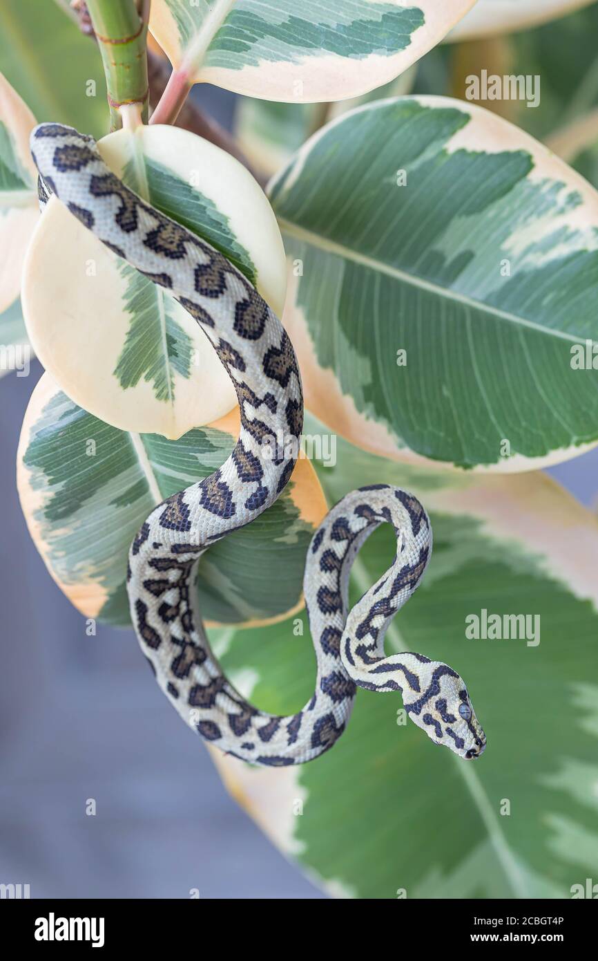 Jungle Carpet Snake High Resolution Stock Photography and Images - Alamy