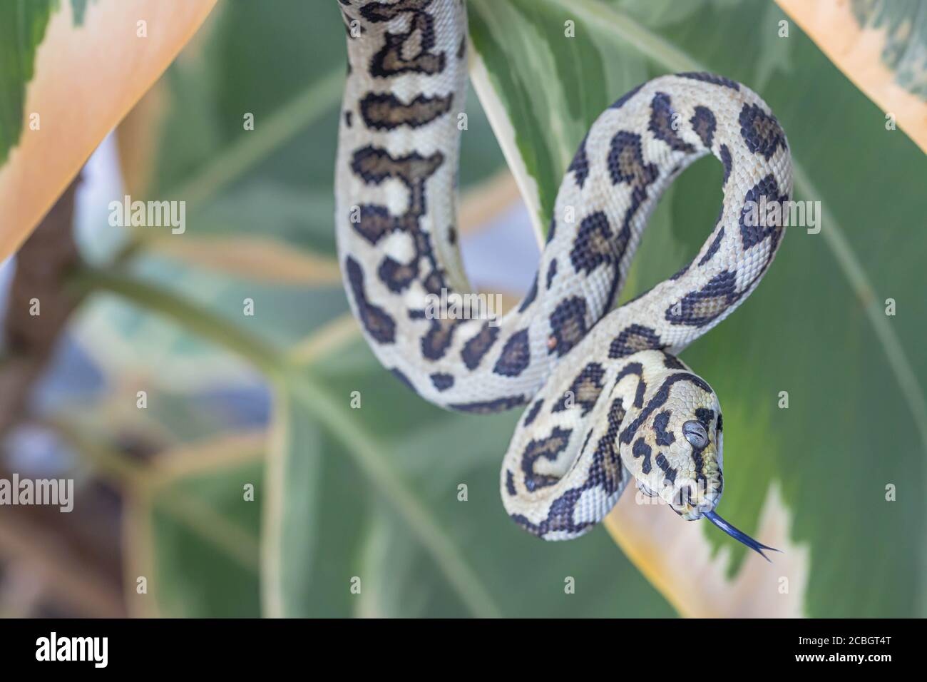 download wallpaper snake, morelia spilota variegata,... Morelia spilota with tongue out. Macro. Snake with tongue out hanging ...