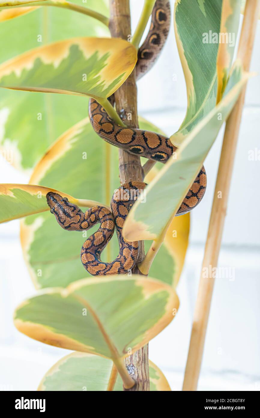 Close up of snake hiding in leaves of rubber fig. Epicrates cenchria. Exotic pet. Poster, wallpaper, background. Stock Photo