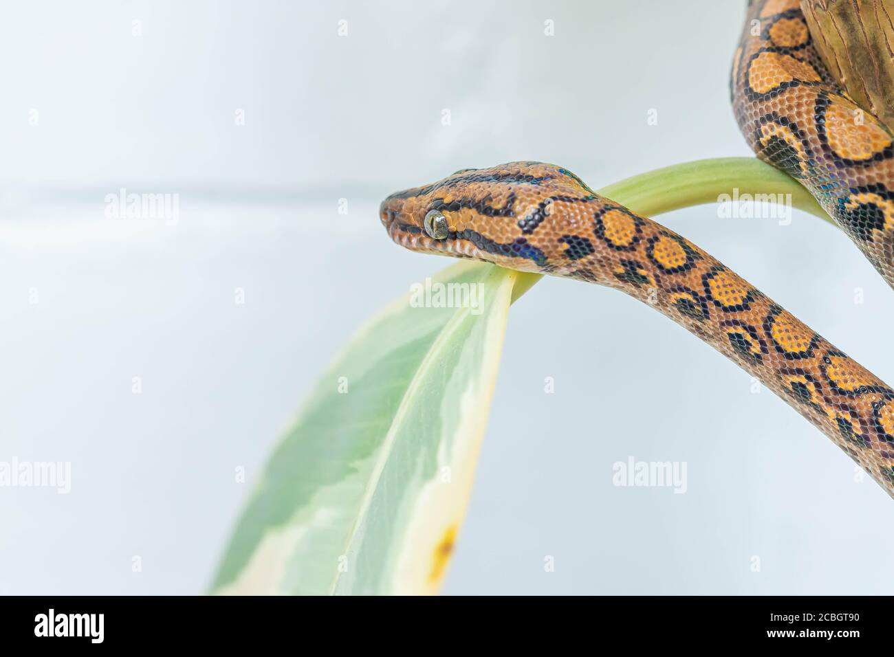 https://c8.alamy.com/comp/2CBGT90/head-of-epicrates-cenchria-on-leaf-of-rubber-fig-and-looking-away-curled-up-snake-exotic-pet-poster-wallpaper-close-up-macro-2CBGT90.jpg