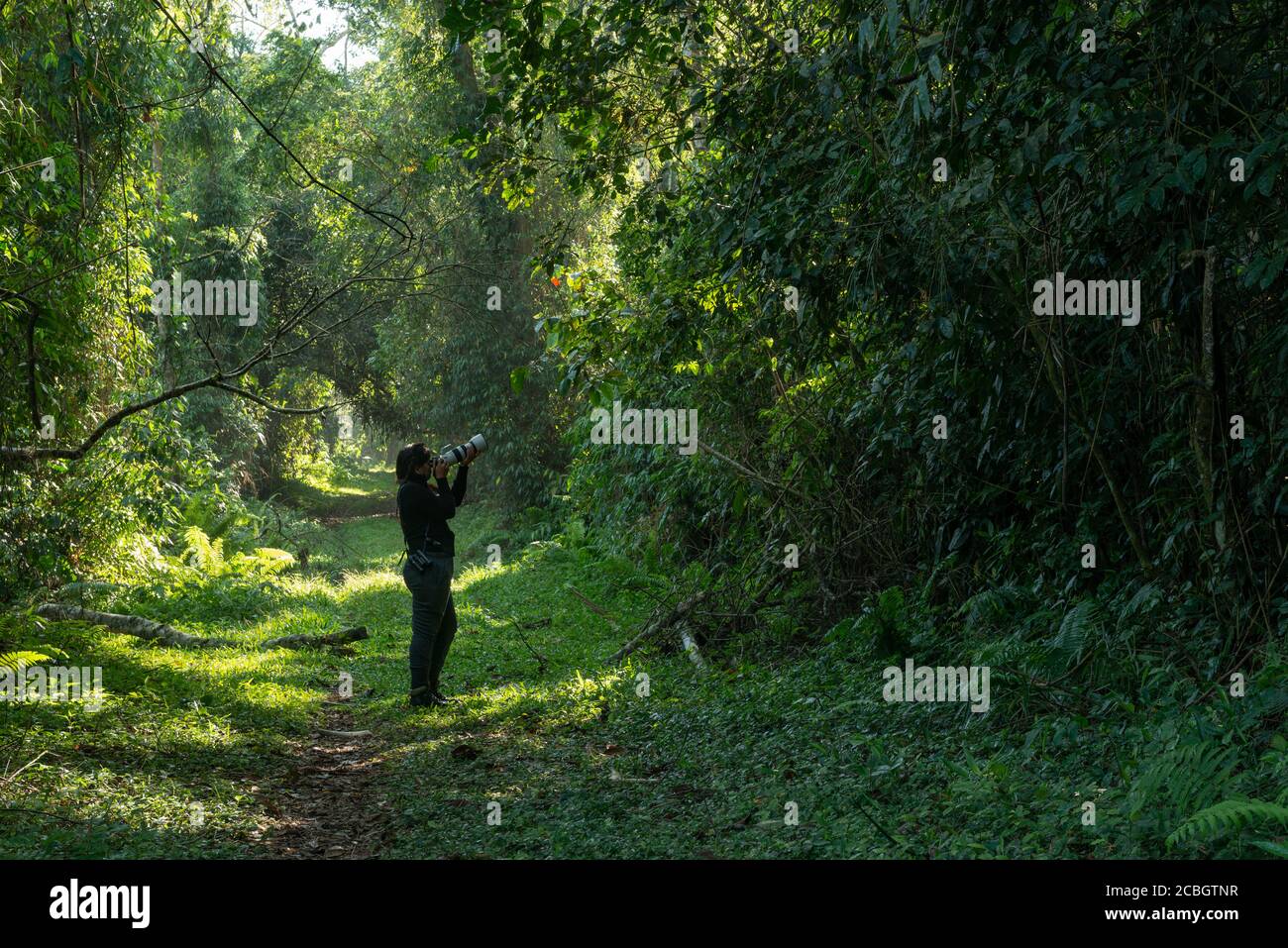 A woman photographing birds in the Atlantic Rainforest of Ubatuba, SE Brazil Stock Photo