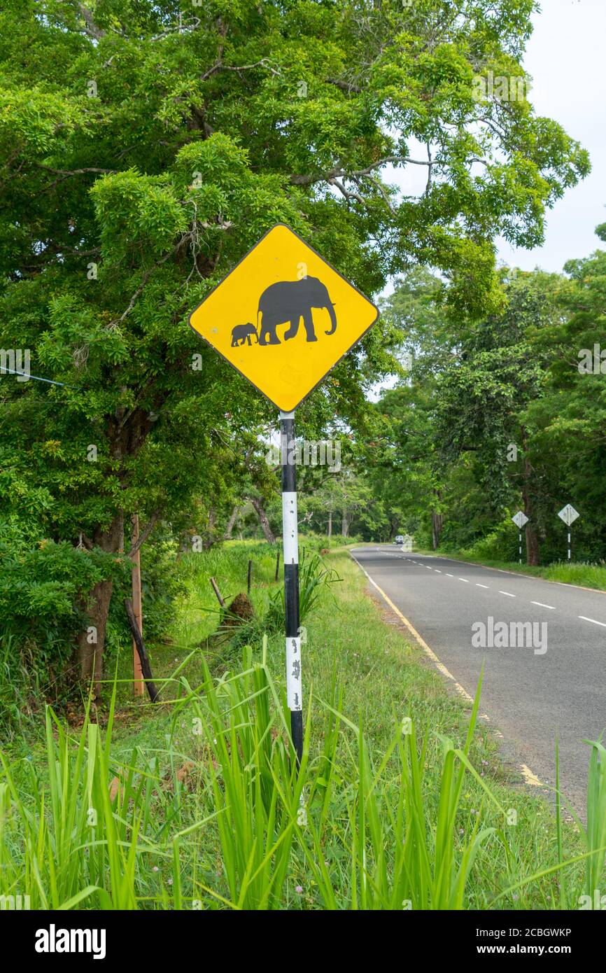 Elephants warning yellow road sign and jungle on background in Sri Lanka  Stock Photo - Alamy