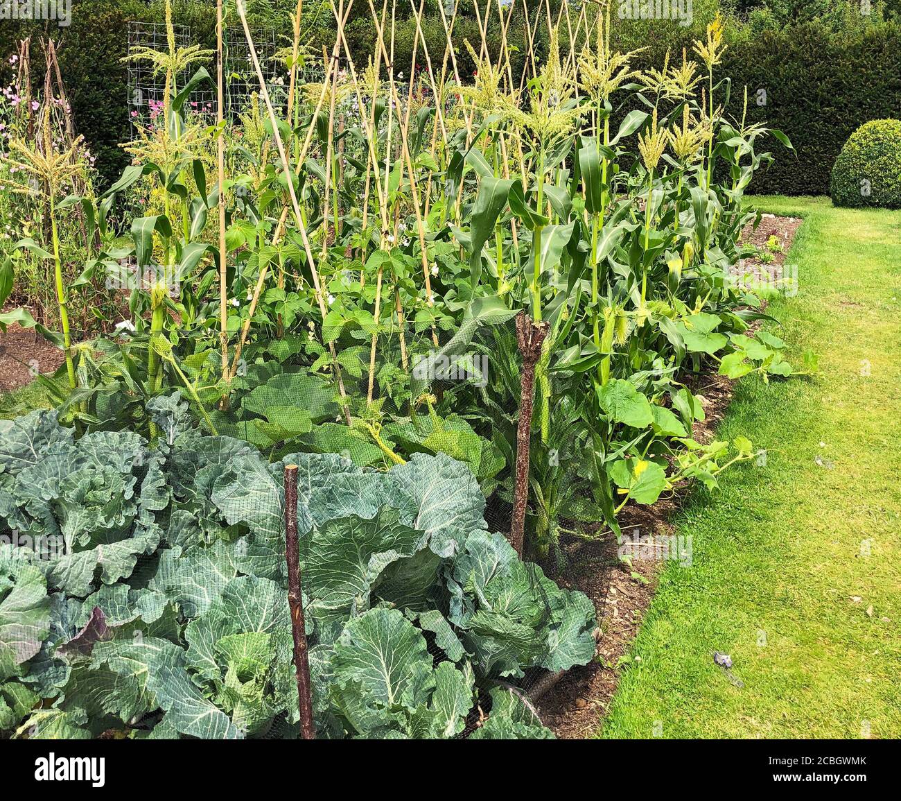 Cabbages and sweet corn in the Potager at Easton Walled Garden Stock Photo
