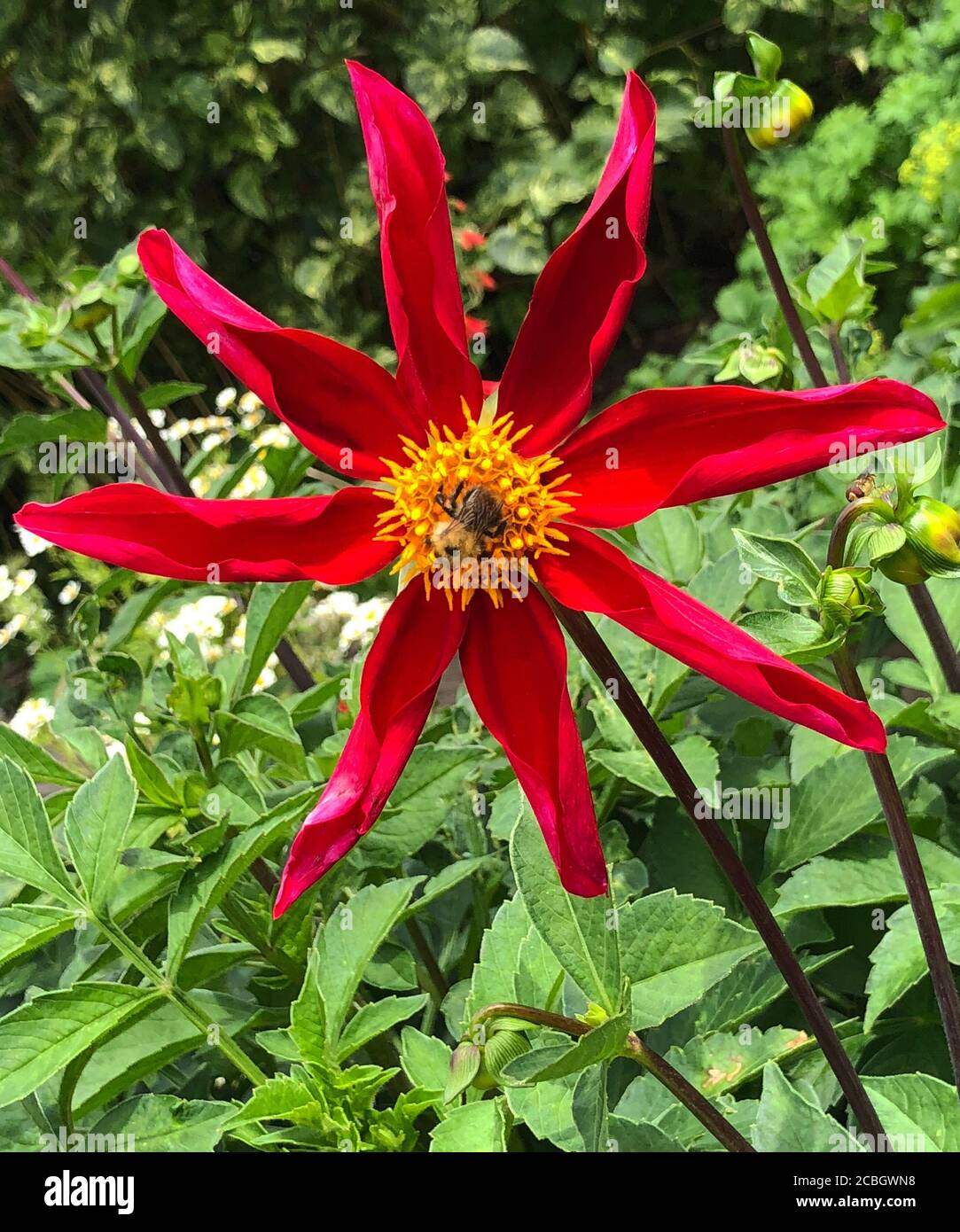 Dahlia 'Honka Red' and bee, Stock Photo