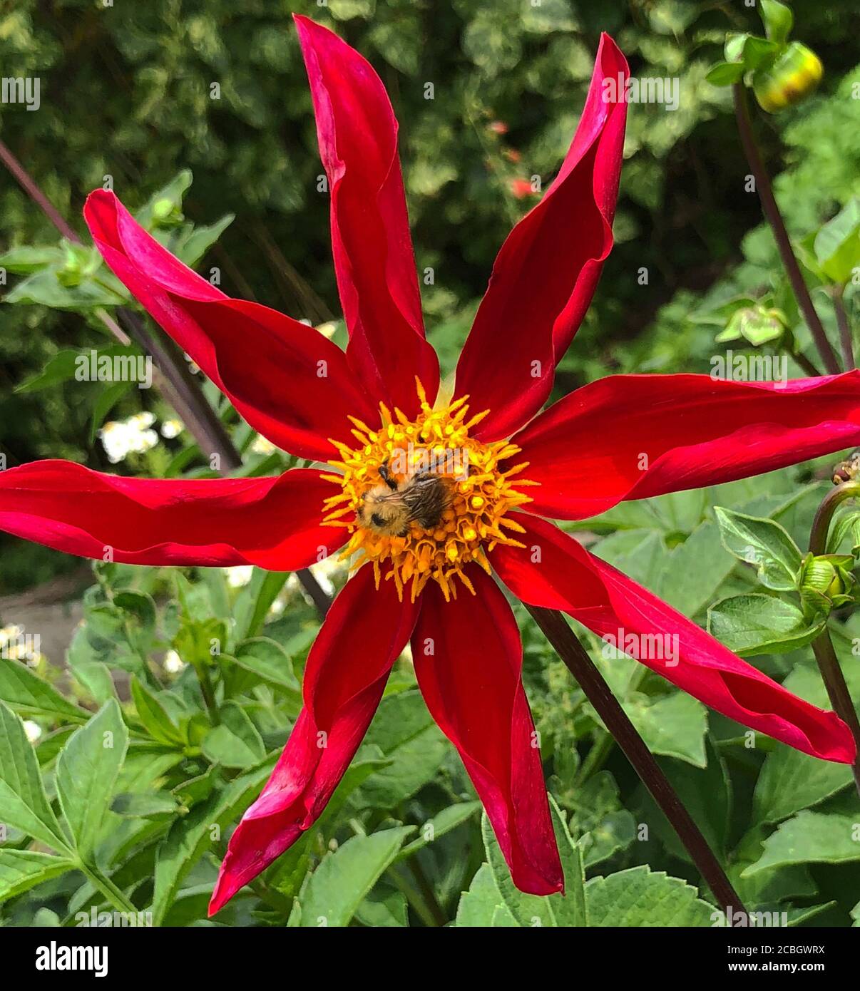 Dahlia 'Honka Red' and bee, Stock Photo