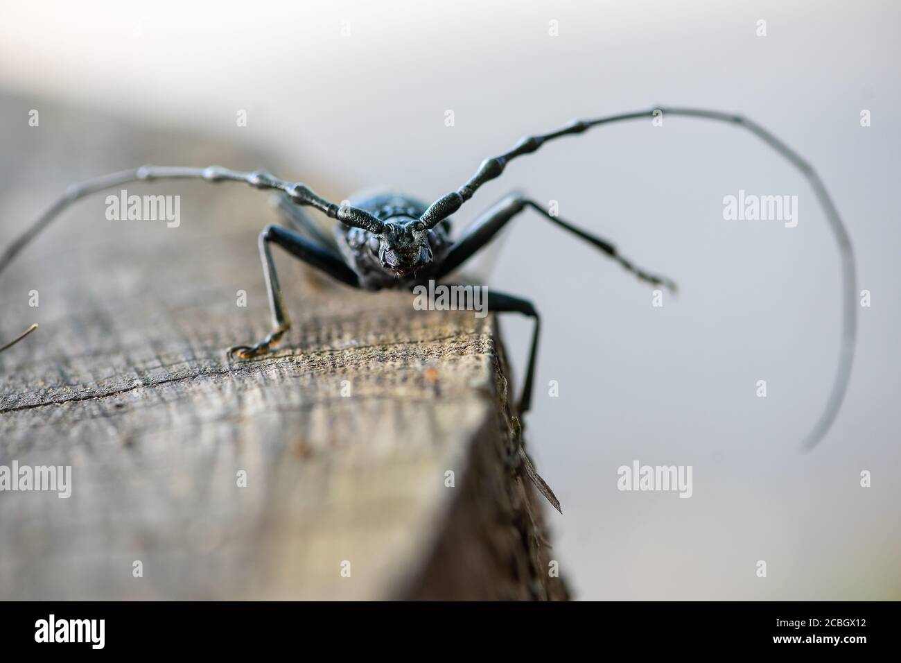 Capricorn Insect Close-up of a great capricorn beetle sitting on an oak tree . Cerambyx ...