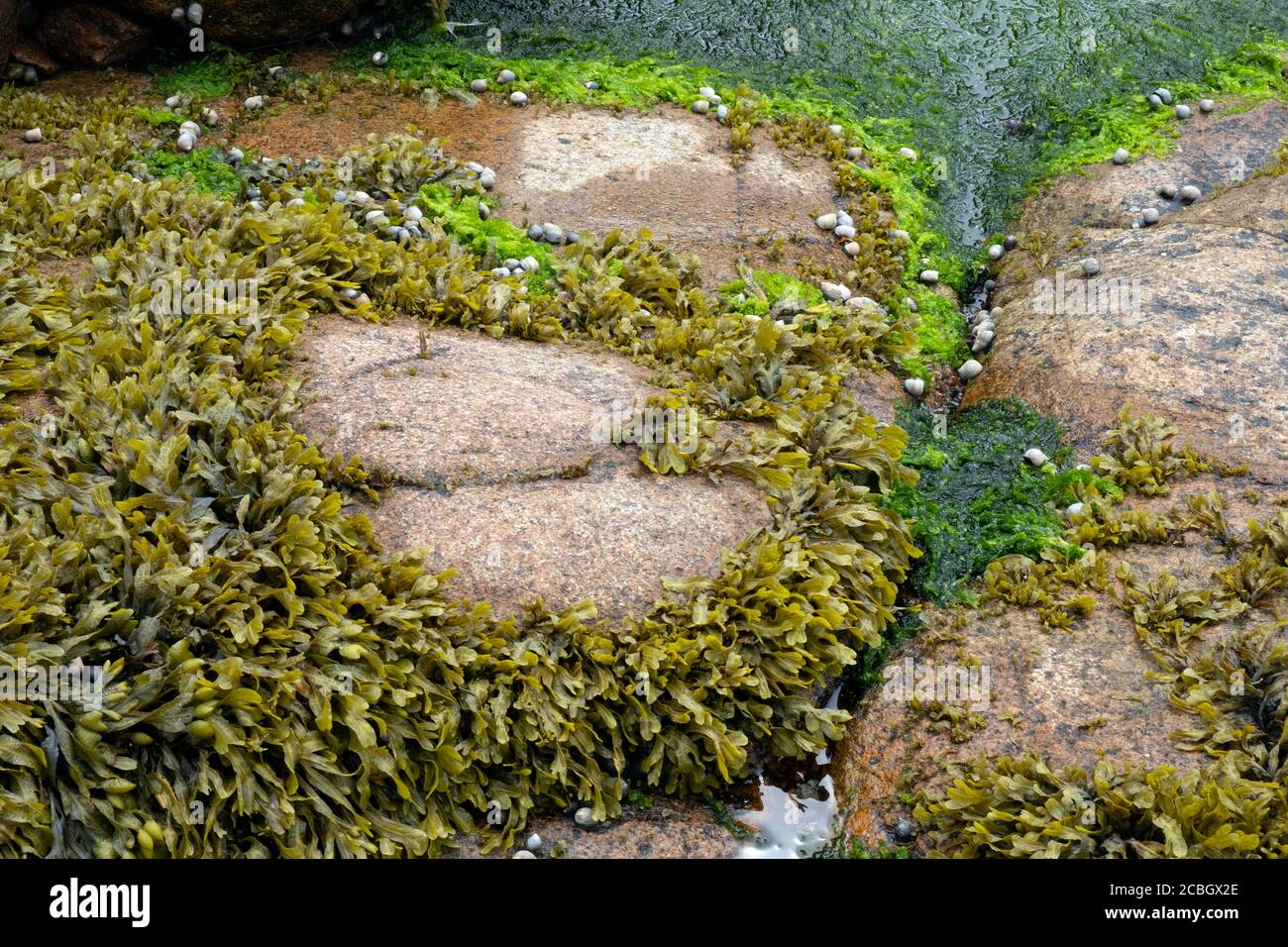 Algae growing on rocks, beach ocean science, Maine, USA Stock Photo - Alamy