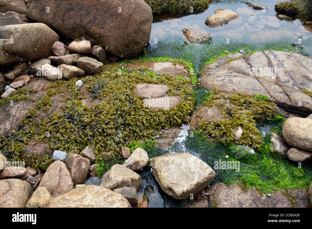 Algae growing on rocks, beach ocean science, Maine, USA Stock Photo Alamy