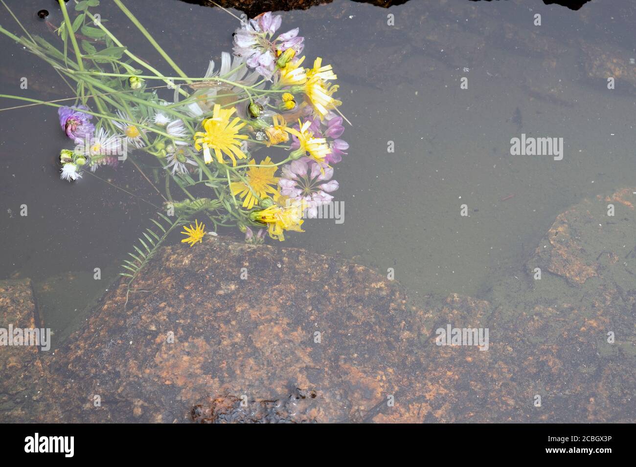 Flowers floating in water Stock Photo Alamy