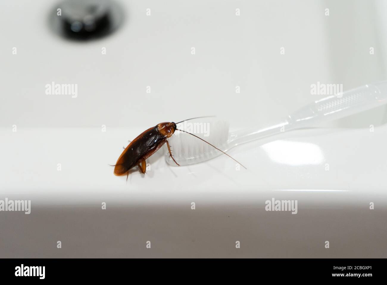 Cockroach In The Bathroom On The Sink The Problem With Insects 2CBGXP1 