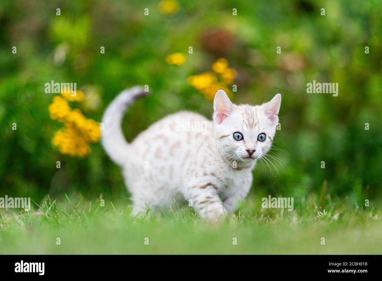 A cute white little Bengal kitten outdoors walking in the grass. The curious little cat is 7 weeks old, and she is looking away from camera . With som Stock Photo