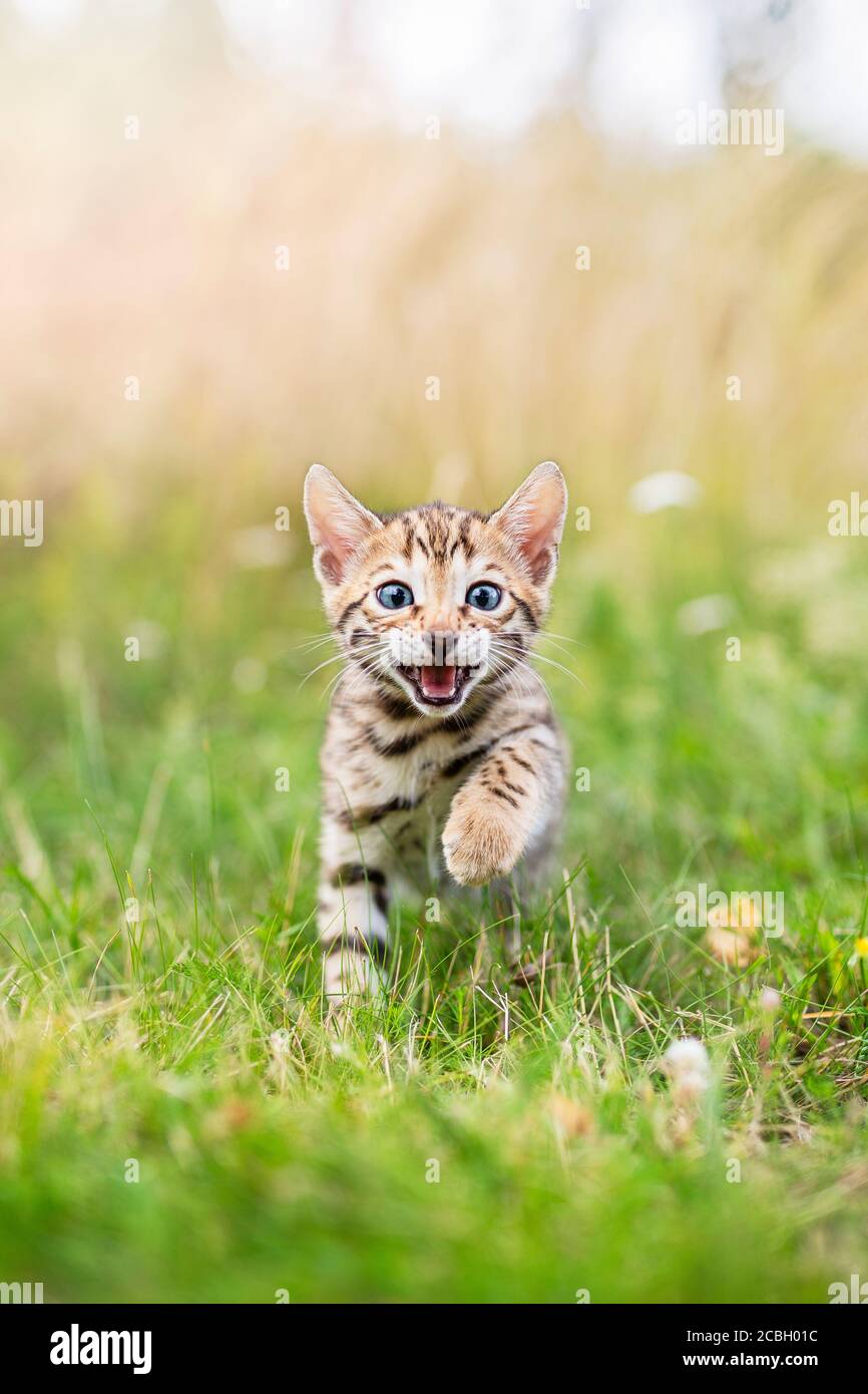 A happy little Bengal kitten outdoors in the grass. The little cat is 7 weeks old and is running towards the camera, looking at the viewer. Outdoors s Stock Photo