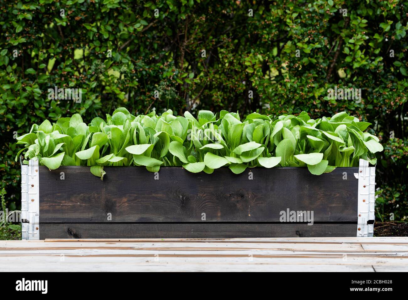 A box with planted pak choy, pak choi or bok choy. Asian chinese cabbage. Homegrown in a boxed garden. The raised bed is black with metal corners. Stock Photo