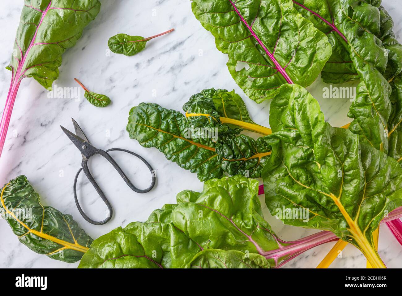 Rainbow chard, multi coloured chard, seen from above, on a white marble table. The chard has stems in yellow and red, and there are some vintage sciss Stock Photo