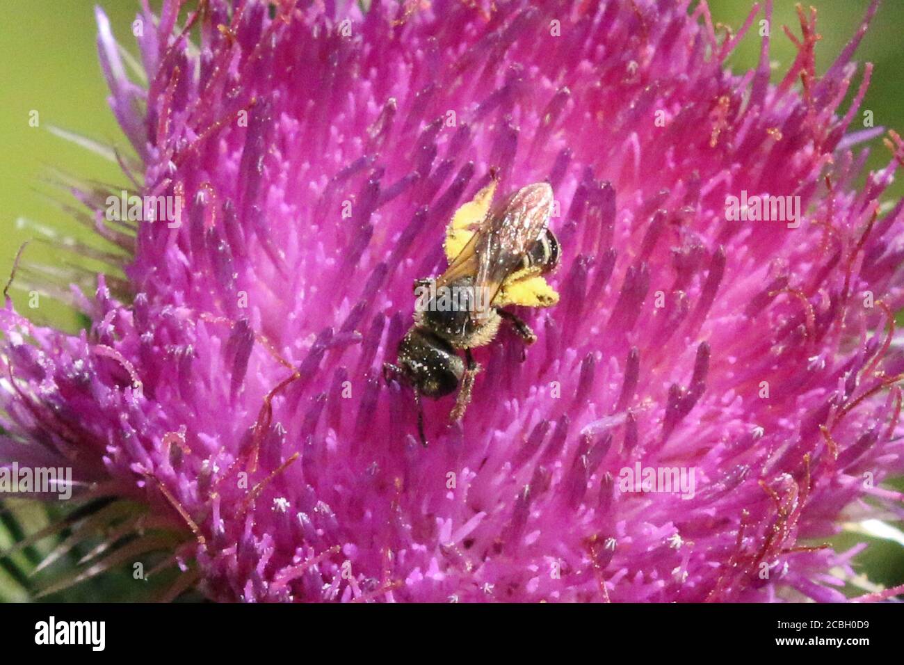 Honey bees on Purple Loosestrife Stock Photo