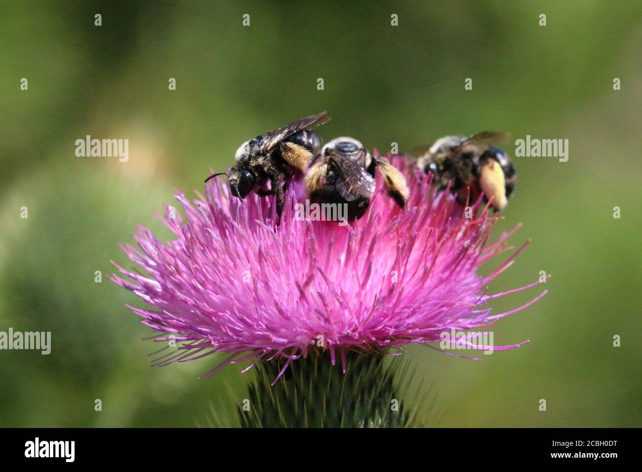 Bumblebees on Brown Eyed Susan flower in summer Stock Photo