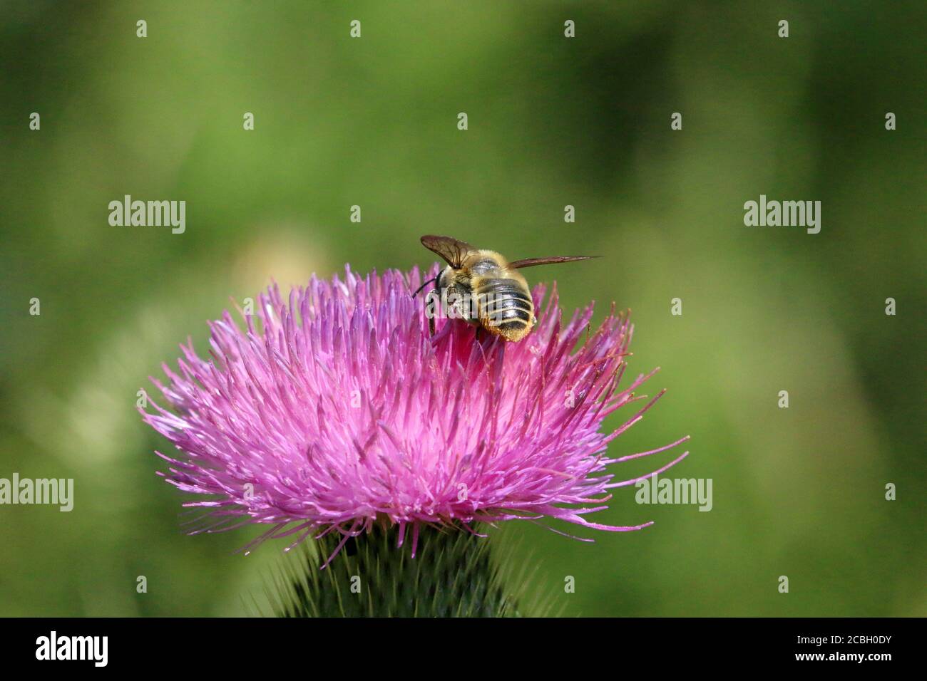 Honey bees on Purple Loosestrife Stock Photo