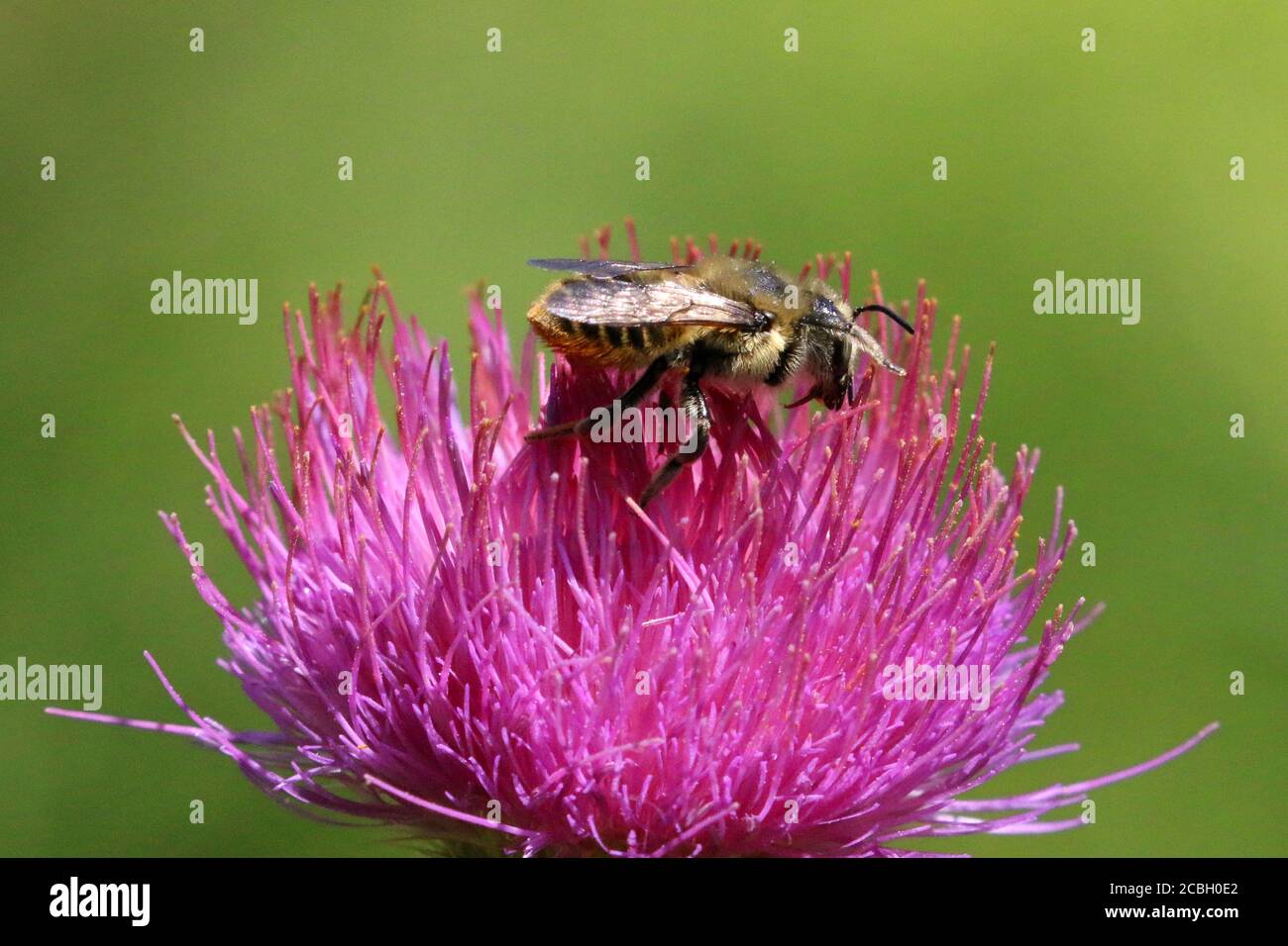 Honey bees on Purple Loosestrife Stock Photo