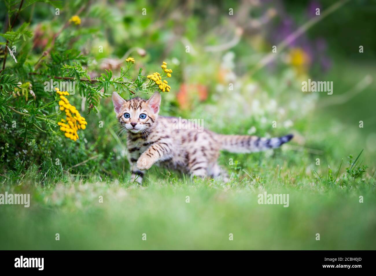 A cute spotted purebred Bengal kitten outdoors in the grass with flowers in the background. Summertime adventure. The kitten is 7 weeks old. Copy spac Stock Photo