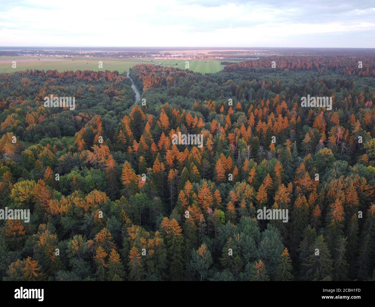 summer green forest in the rays of the setting sun aerial photography Stock Photo