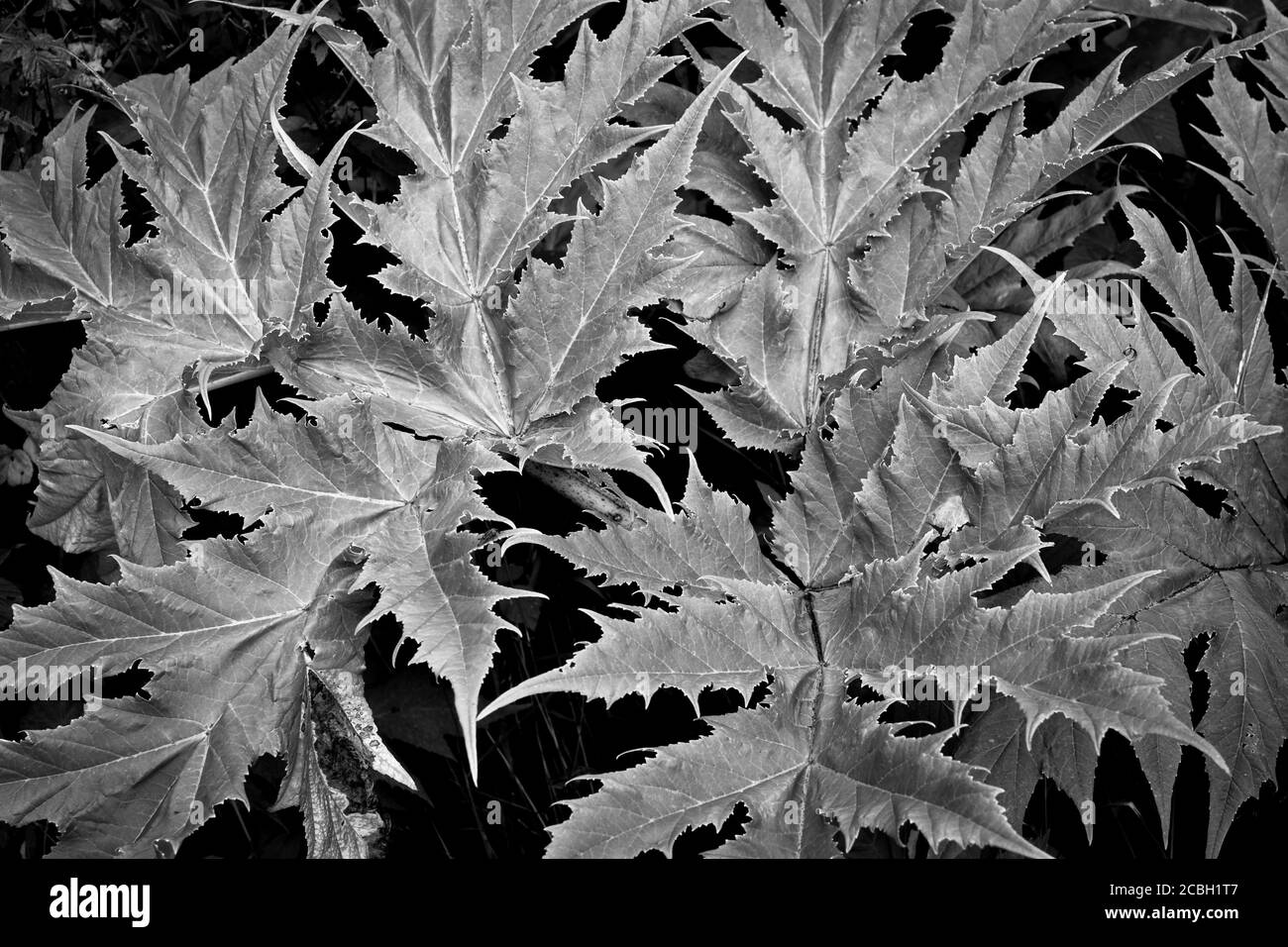 White background garden Black and White Stock Photos & Images - Alamy