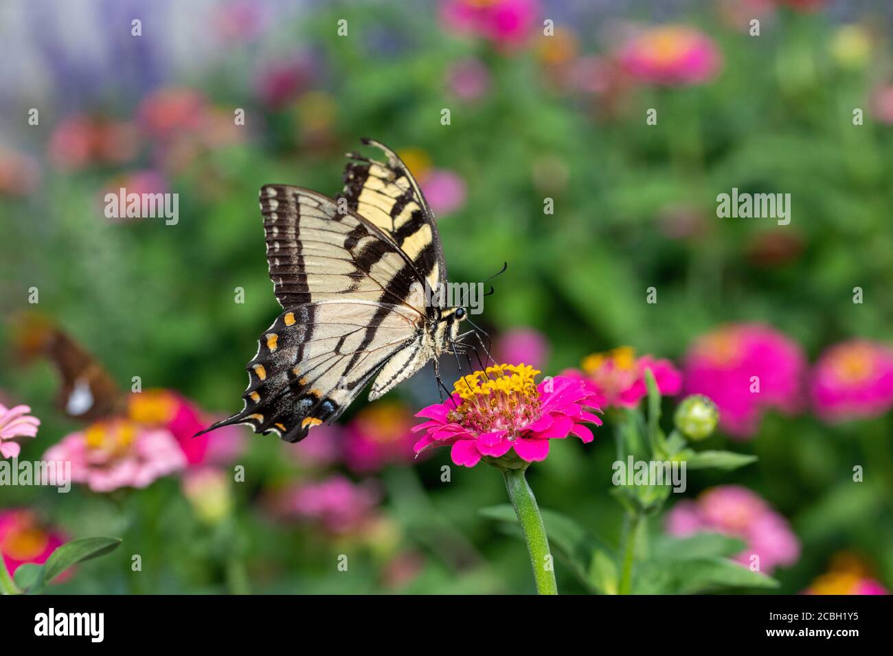 Eastern tiger swallowtail on zinnia flower Stock Photo