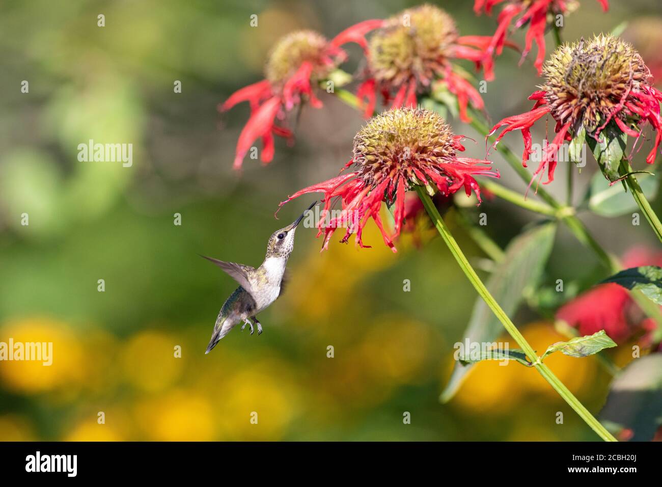 Ruby-throated hummingbird drinking nectar from bee balm Stock Photo