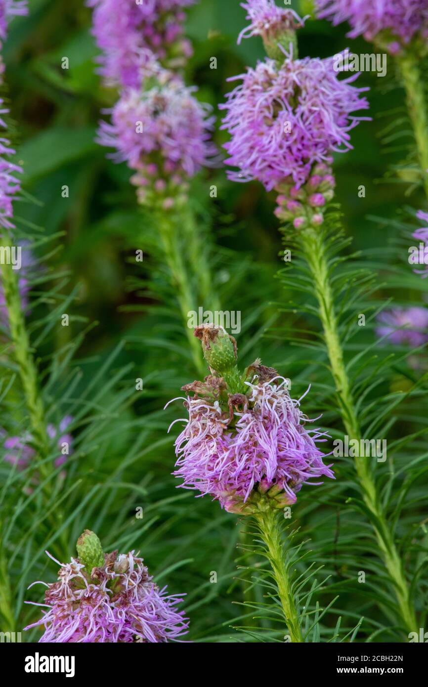 Blazing star wildflower Stock Photo