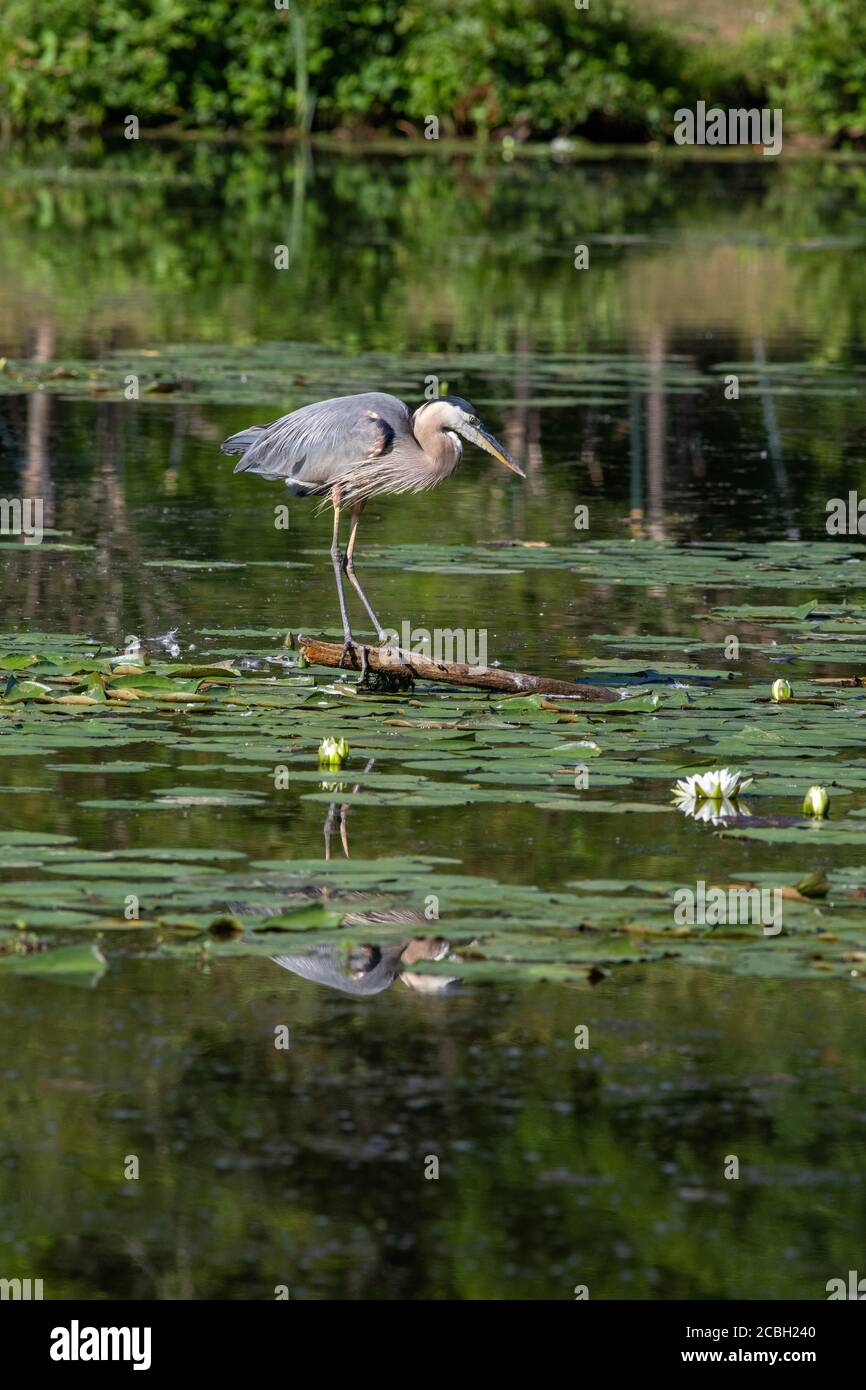 Great blue heron reflecting in pond Stock Photo