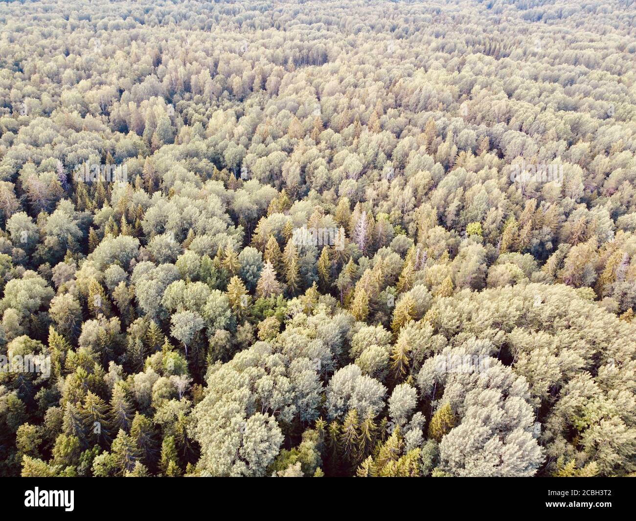 summer green dense forest aerial photography Stock Photo